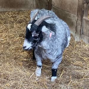 Meet your Posher, Gracie